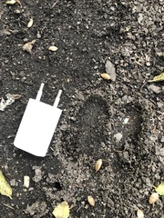 Cervus elaphus corsicanus