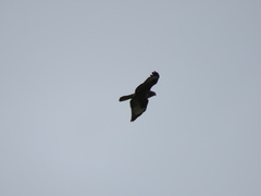 Buteo buteo buteo