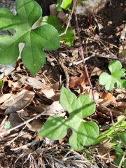 Ipomoea lindheimeri