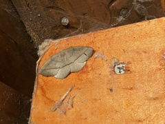 Syncirsodes primata