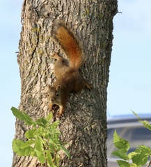 Tamiasciurus hudsonicus