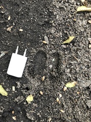 Cervus elaphus corsicanus