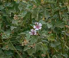 Althaea officinalis