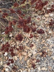 Eriogonum grande