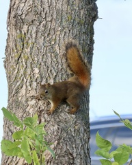 Tamiasciurus hudsonicus