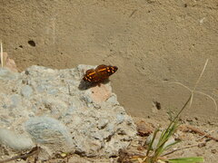 Anthanassa drusilla