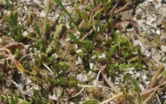 Limosella acaulis