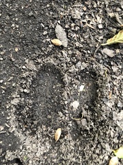 Cervus elaphus corsicanus