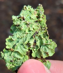 Flavopunctelia flaventior