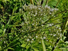 Valeriana officinalis