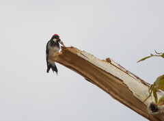 Melanerpes formicivorus