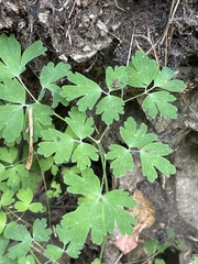 Aquilegia formosa