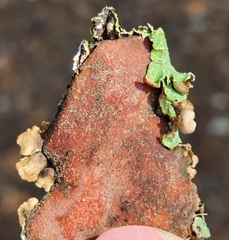 Flavopunctelia flaventior