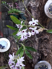 Dendrobium nobile