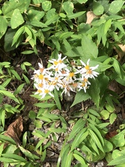 Eurybia divaricata