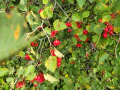 Crataegus submollis