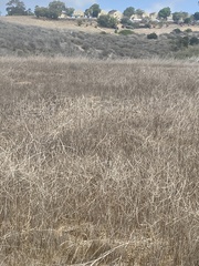 Rhamphospermum nigrum