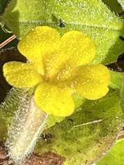 Erythranthe moschata