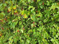 Crataegus submollis