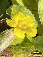 Erythranthe moschata