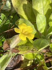 Erythranthe moschata
