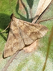 Renia discoloralis