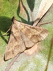 Renia discoloralis