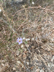 Erigeron foliosus
