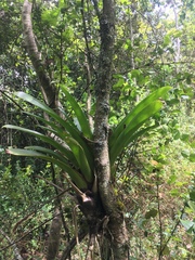 Tillandsioideae
