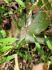 Renia discoloralis