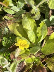 Erythranthe moschata