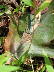 Renia discoloralis