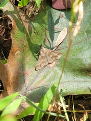 Renia discoloralis