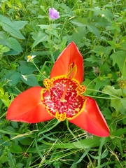 Tigridia pavonia