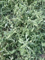 Amaranthus blitoides