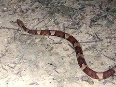 Agkistrodon laticinctus