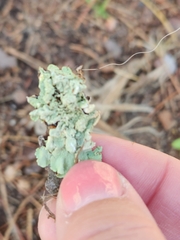 Flavopunctelia flaventior