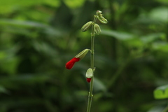 Salvia gesneriiflora