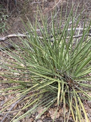 Asparagaceae