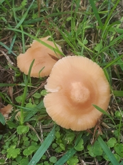 Marasmius oreades