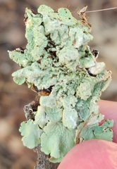 Flavopunctelia flaventior