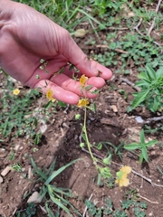 Sida abutifolia