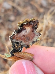 Flavopunctelia flaventior