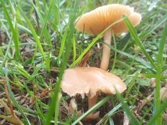 Marasmius oreades
