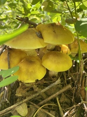 Pluteus chrysophlebius
