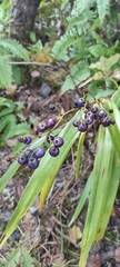 Dianella sandwicensis
