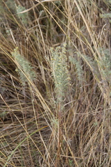 Artemisia pontica