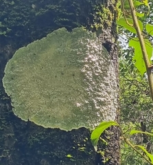 Lecanora caesiorubella
