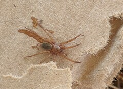 Scotophaeus blackwalli