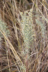 Artemisia pontica